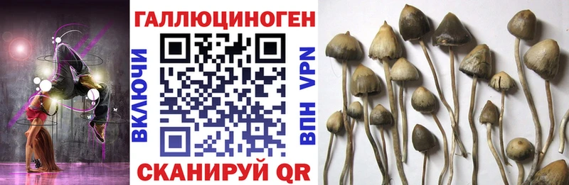 Галлюциногенные грибы Psilocybe  Купить где  Электросталь
